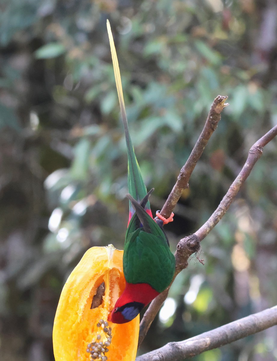 Stella's Lorikeet - ML627703720
