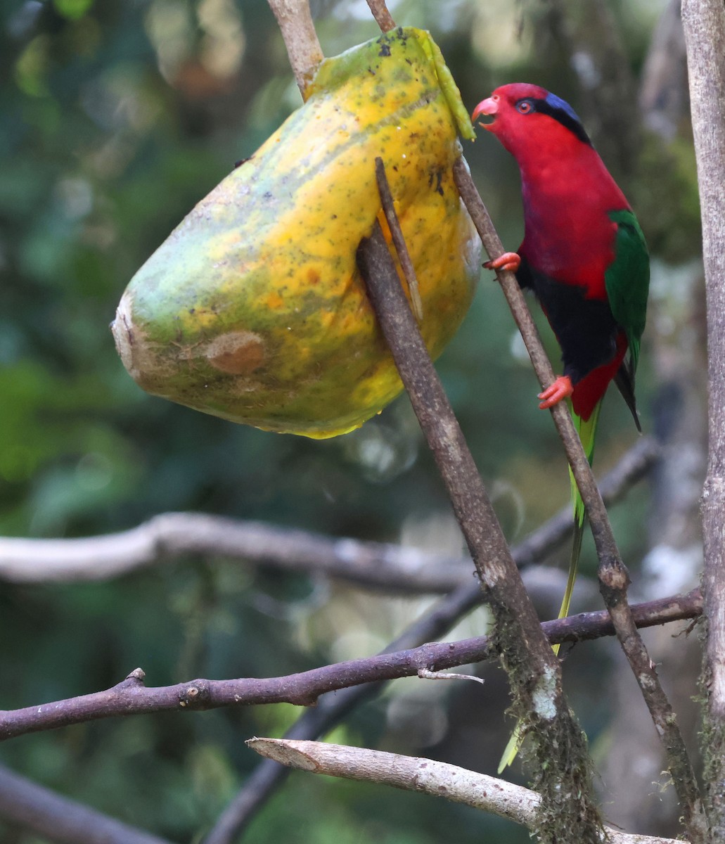 Stella's Lorikeet - ML627703721