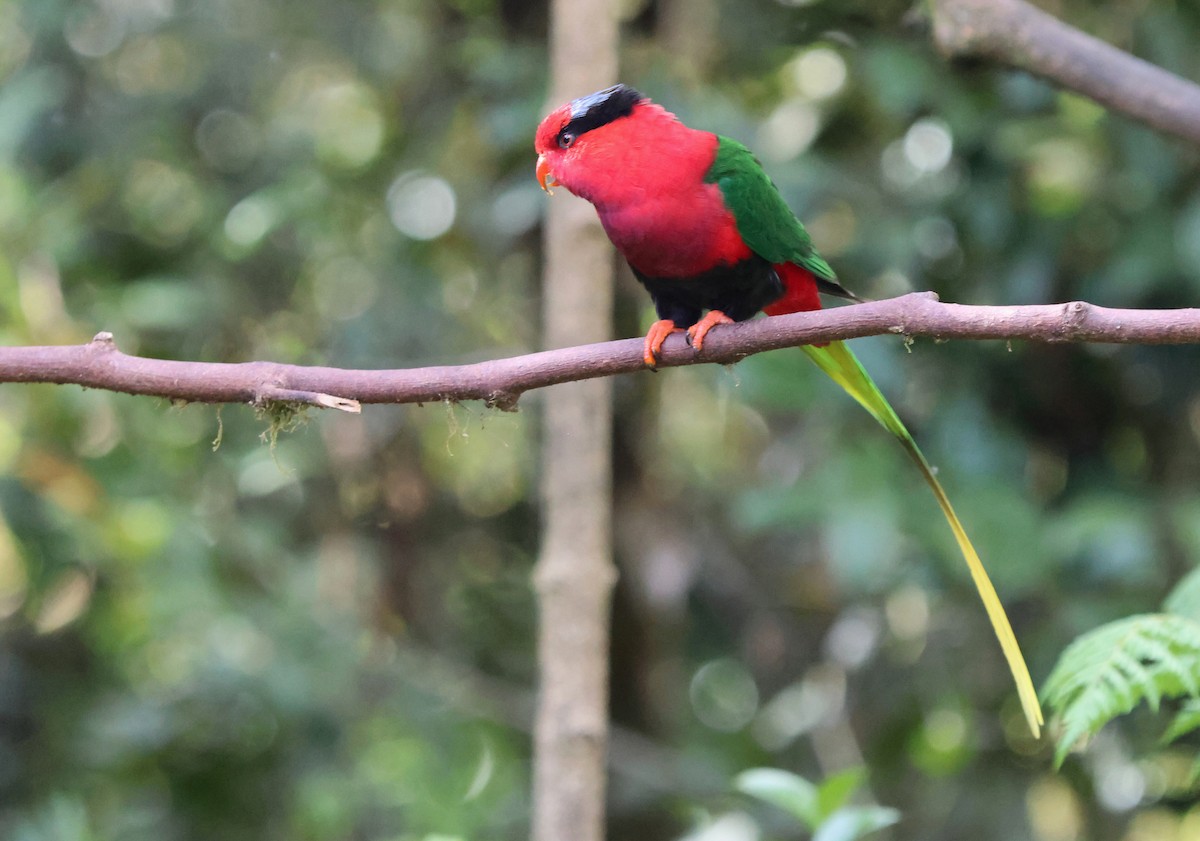 Stella's Lorikeet - ML627703722