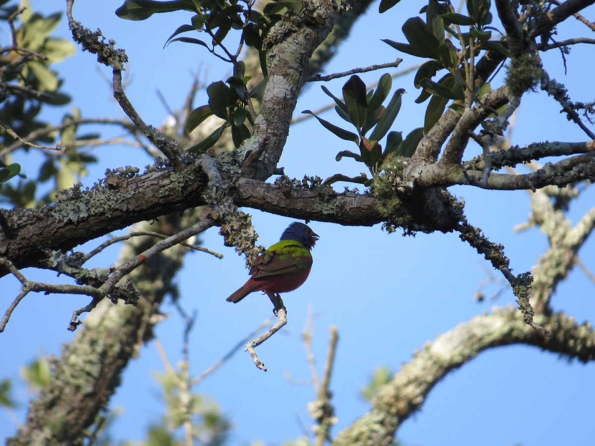 Painted Bunting - ML627703726