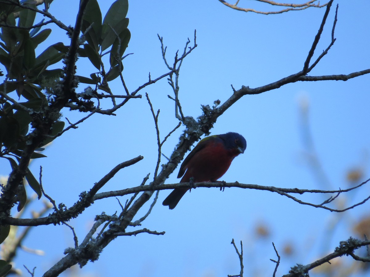 Painted Bunting - Claire C
