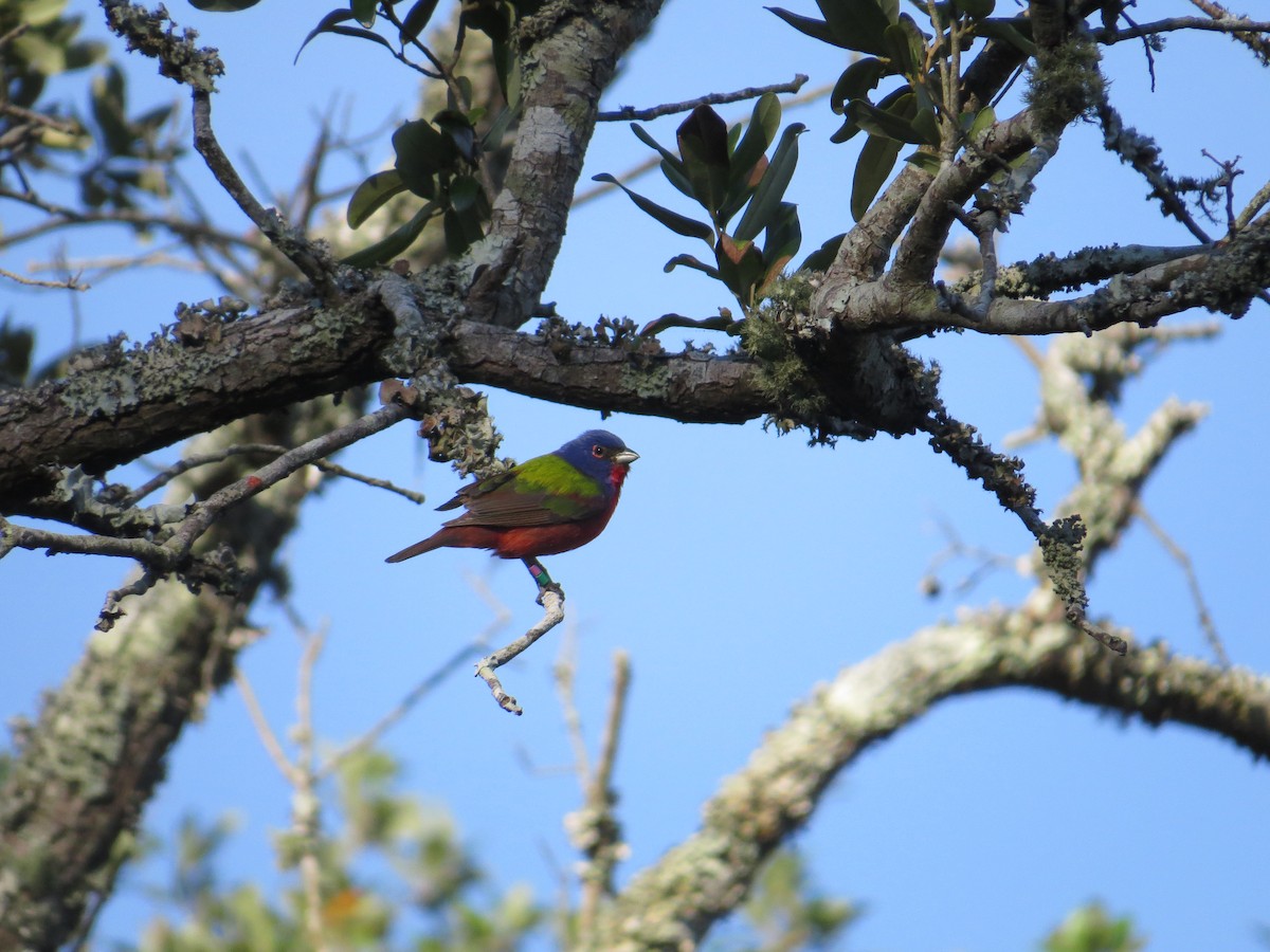 Painted Bunting - ML627703728