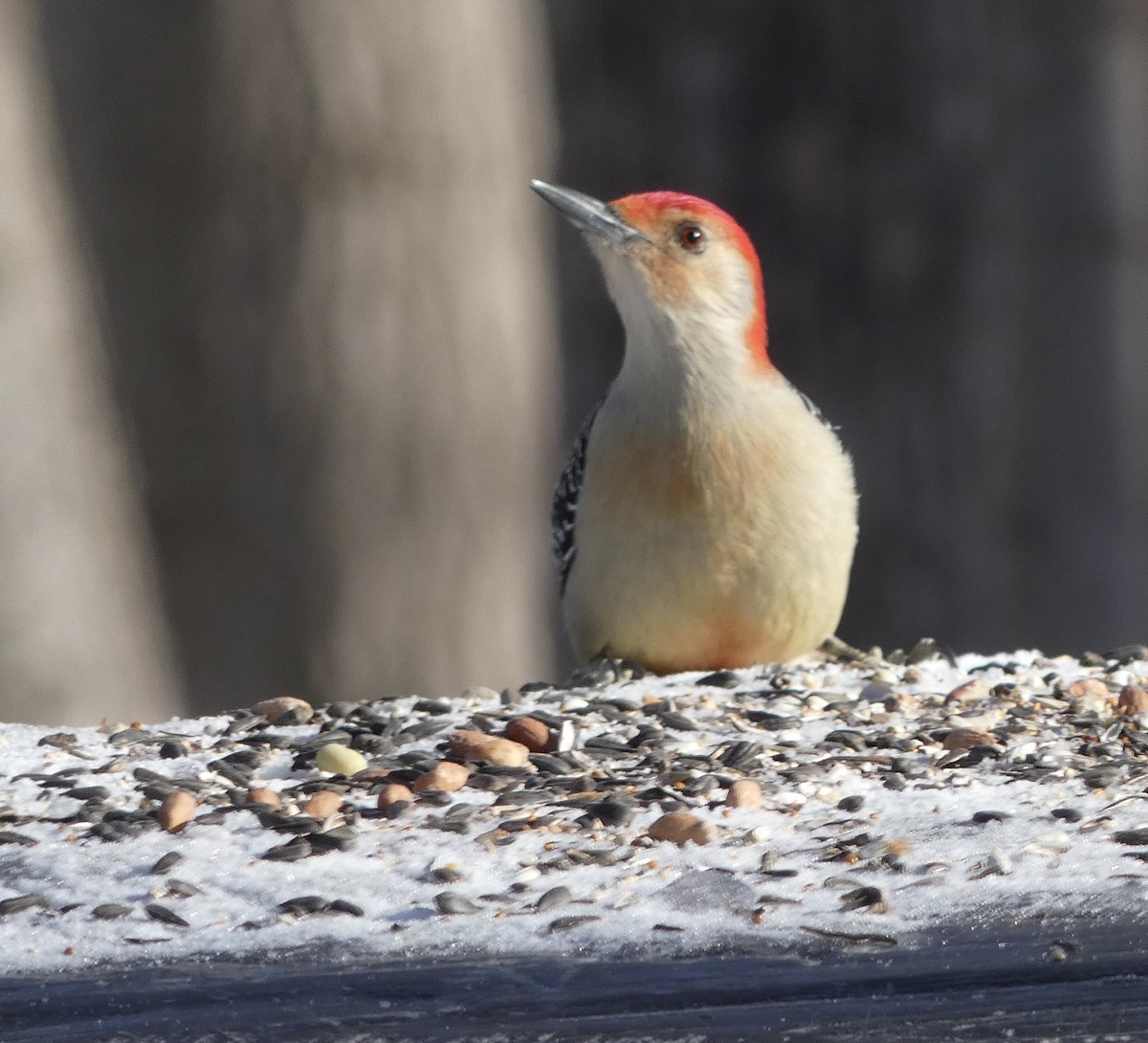 Red-bellied Woodpecker - ML627703731