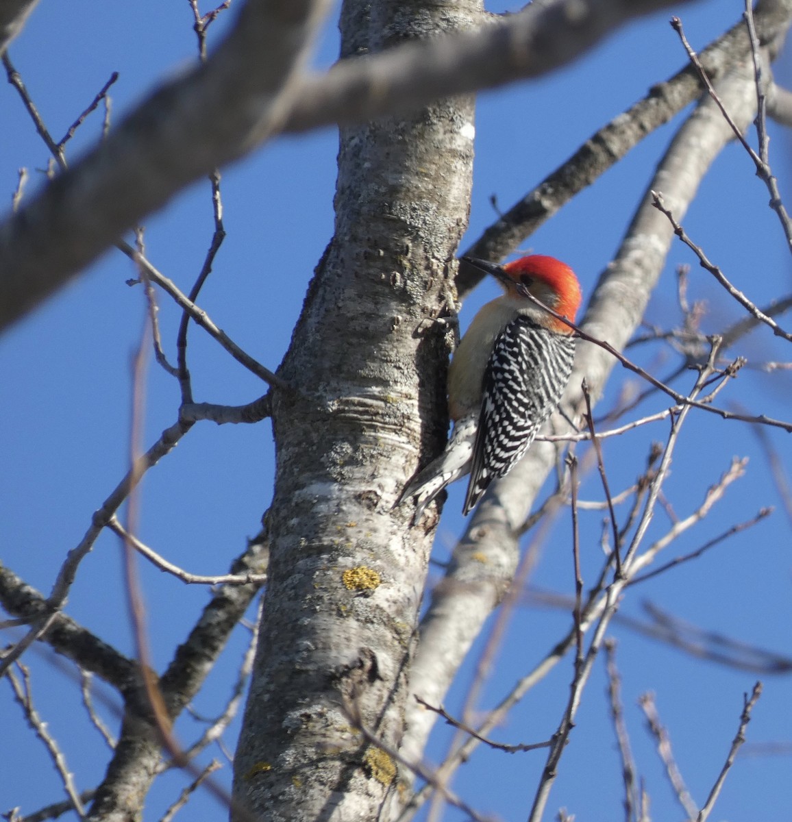 Red-bellied Woodpecker - ML627703732