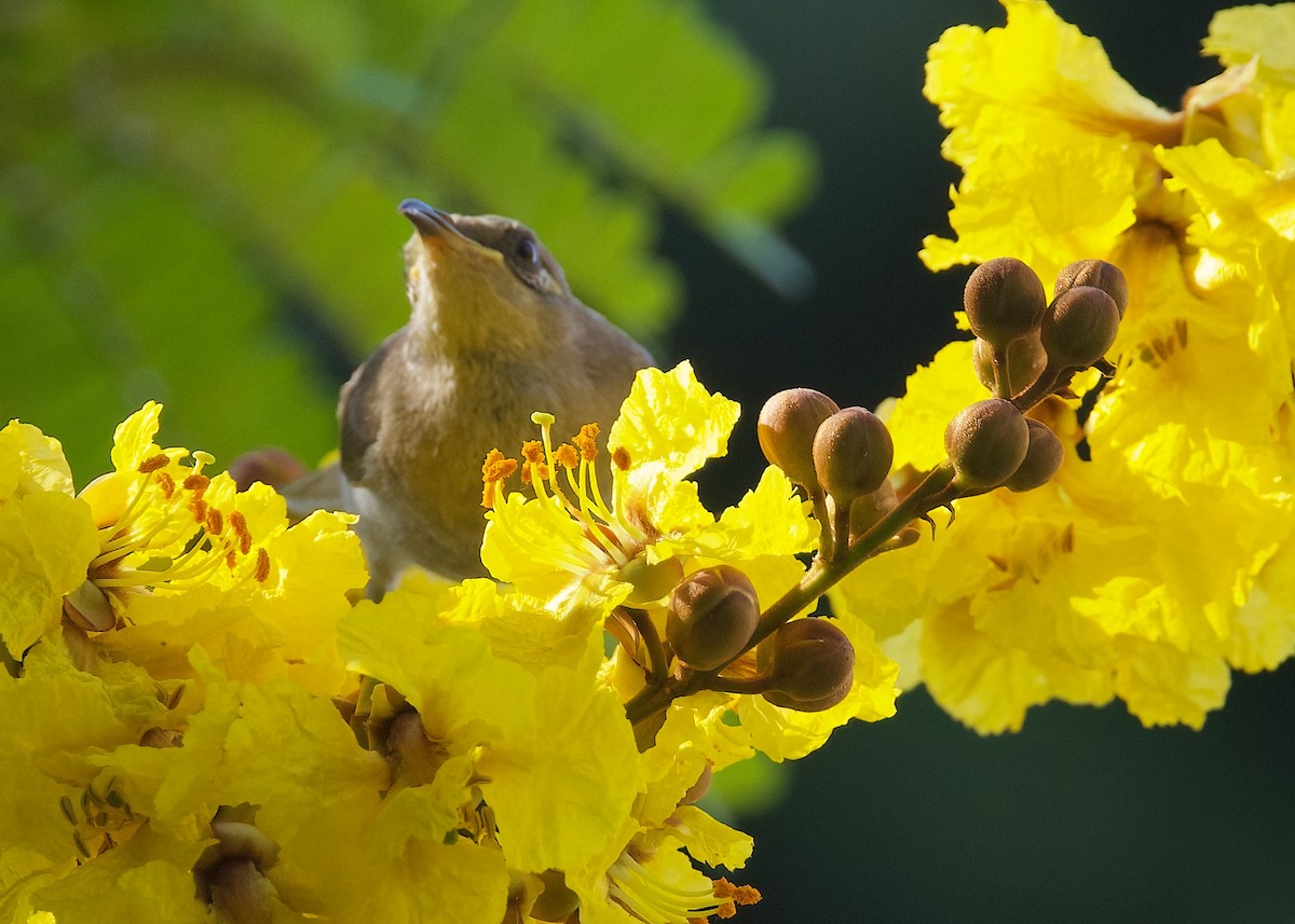 Brown Honeyeater - ML627703740