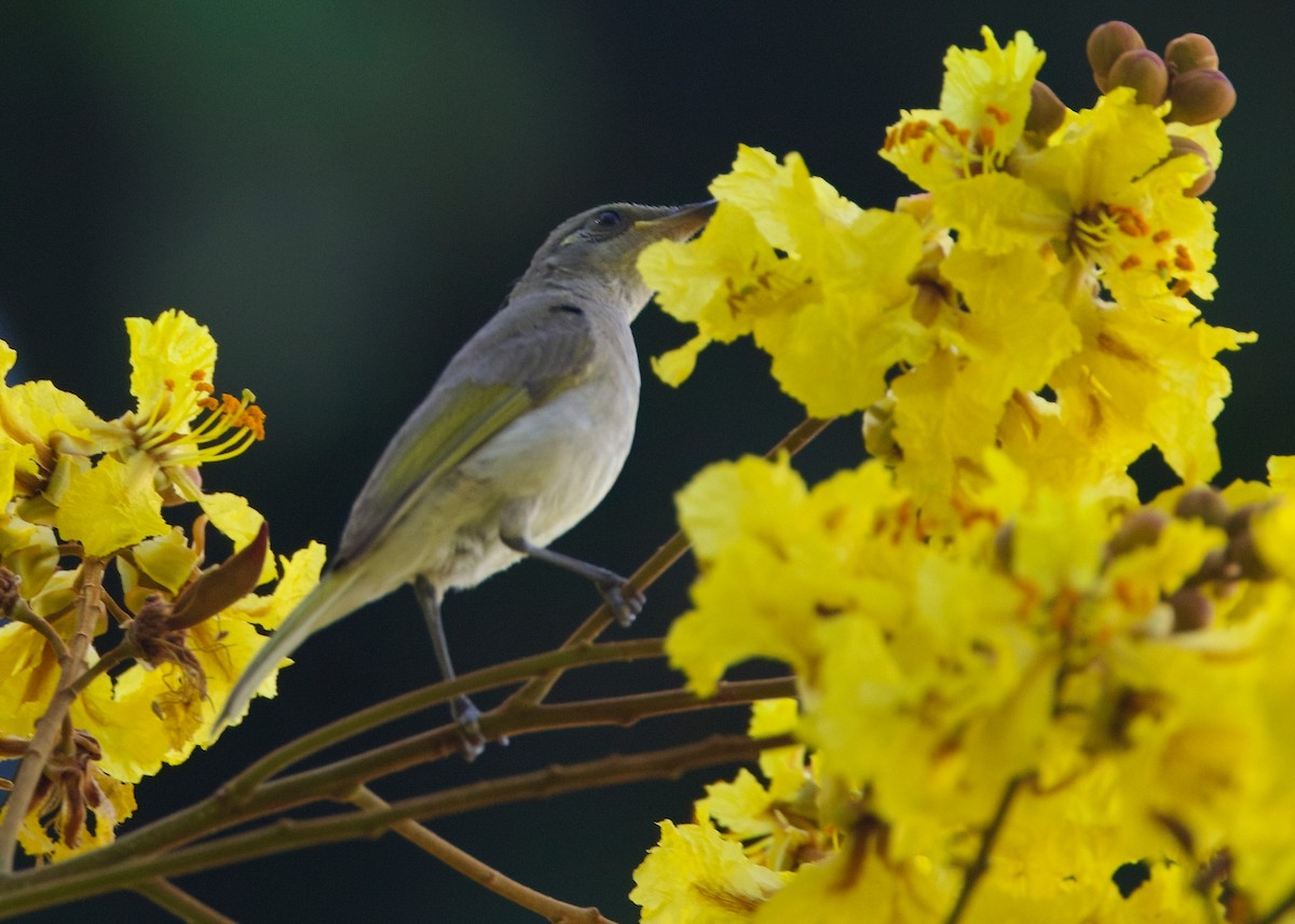 Brown Honeyeater - ML627703741