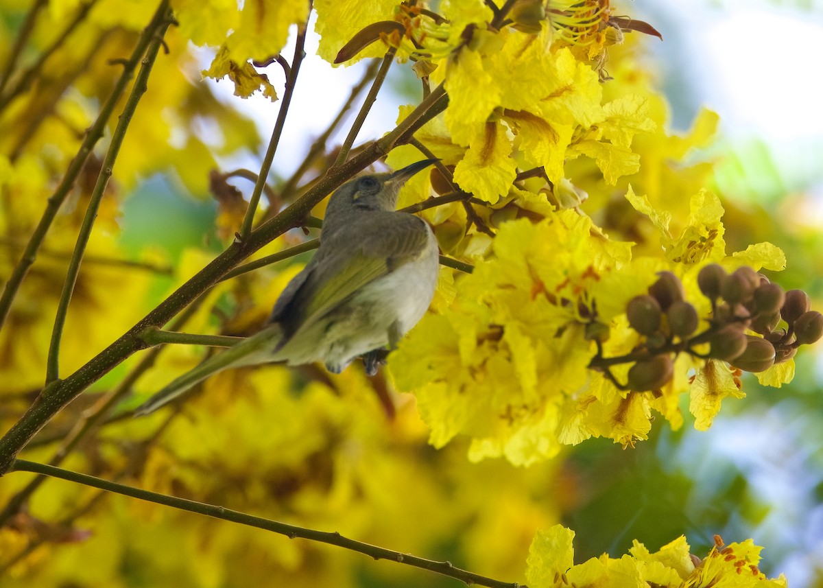 Brown Honeyeater - ML627703742