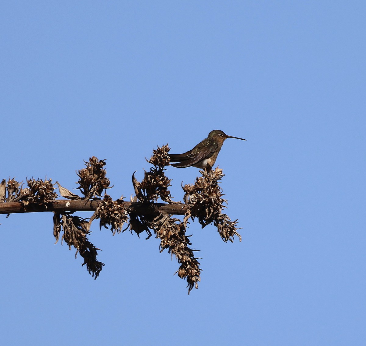 Colibri géant - ML627703765