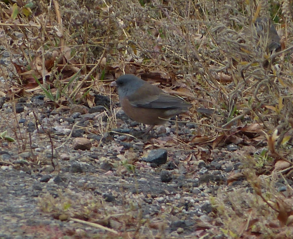 Dark-eyed Junco (Pink-sided) - ML627703800