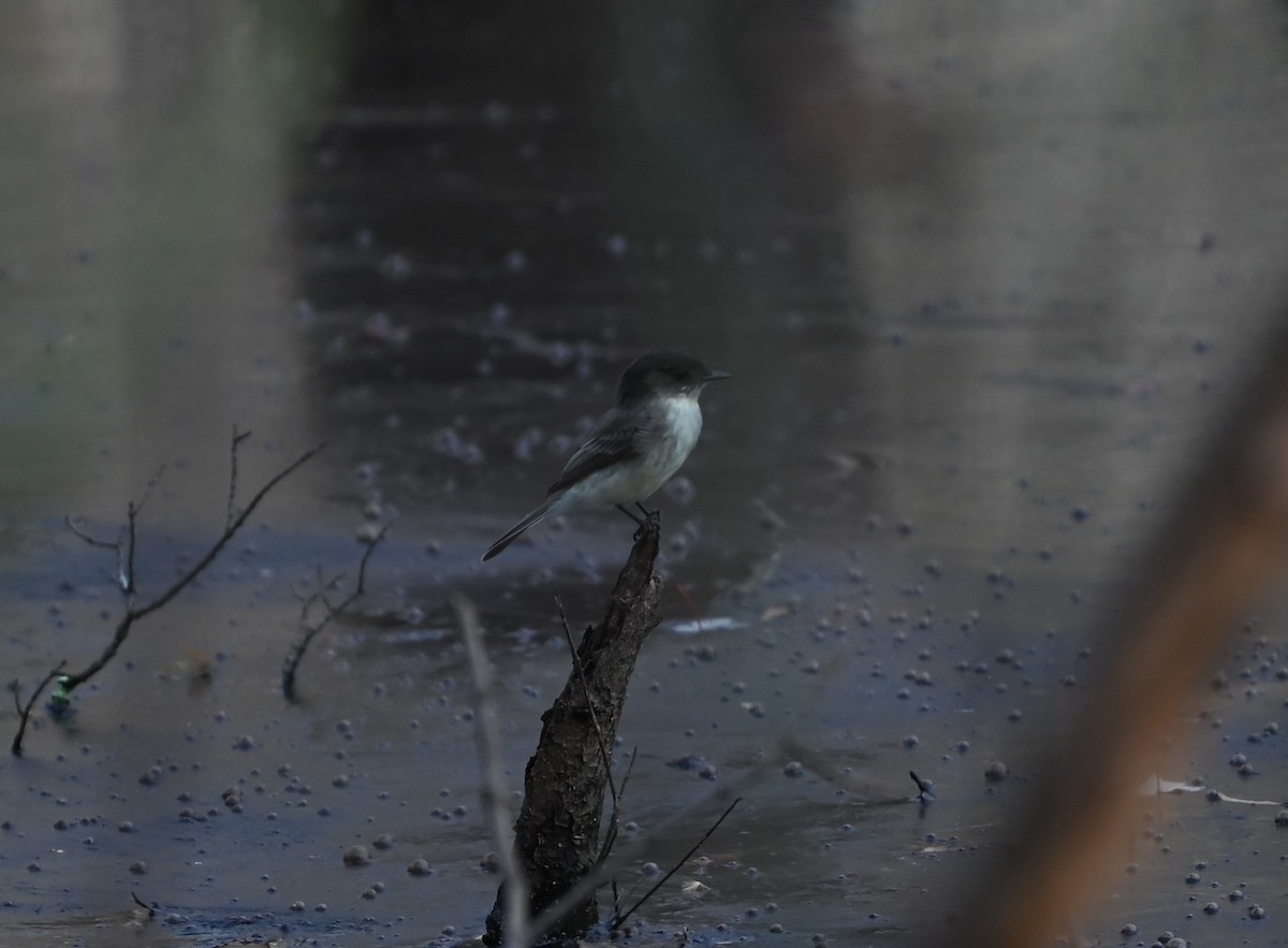 Eastern Phoebe - ML627703801