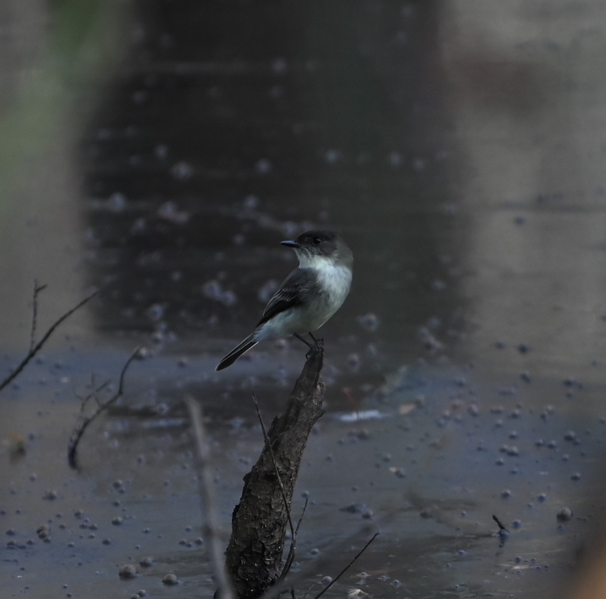 Eastern Phoebe - ML627703809