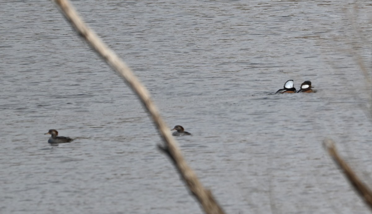 Hooded Merganser - ML627703827