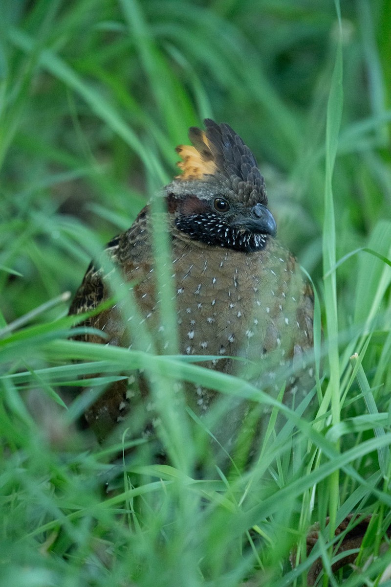 Spotted Wood-Quail - ML627703992