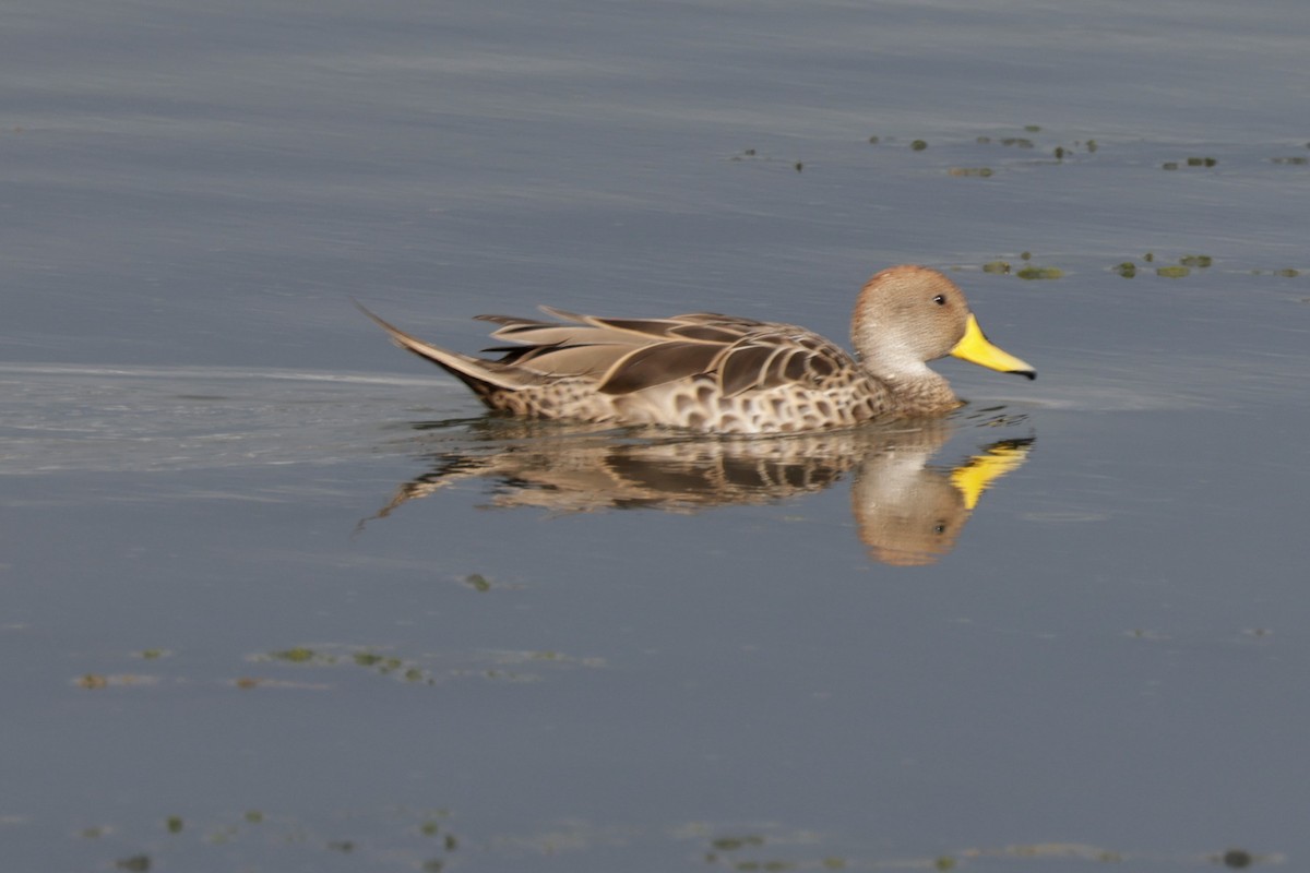 Yellow-billed Pintail (South American) - ML627703994