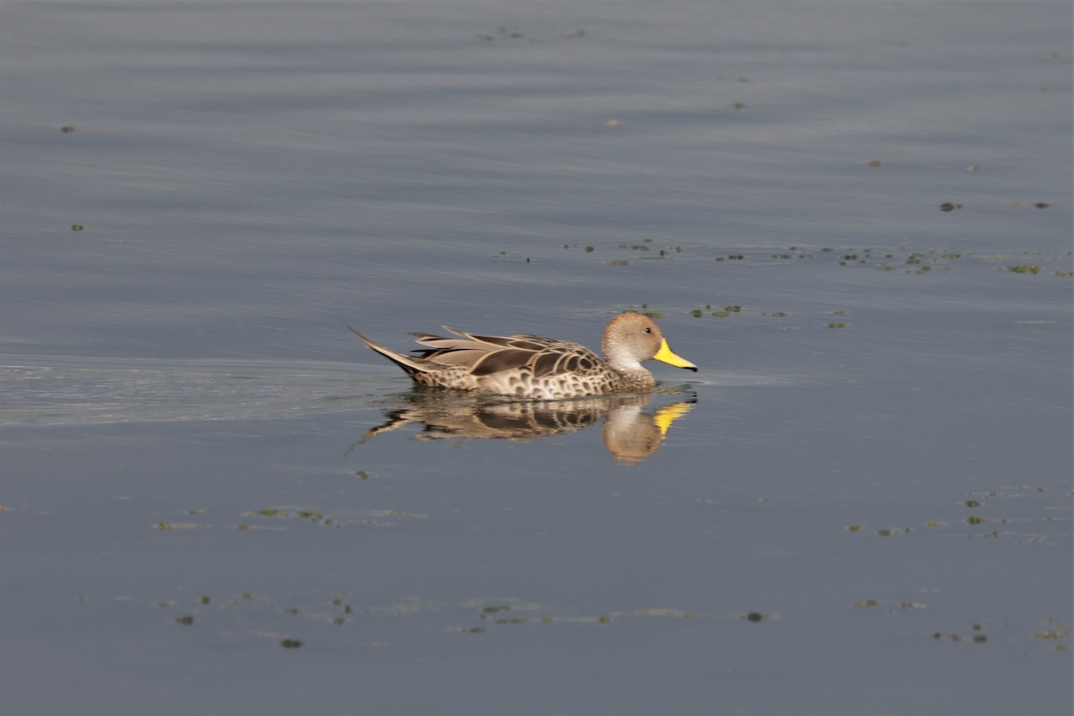 Yellow-billed Pintail (South American) - ML627703995