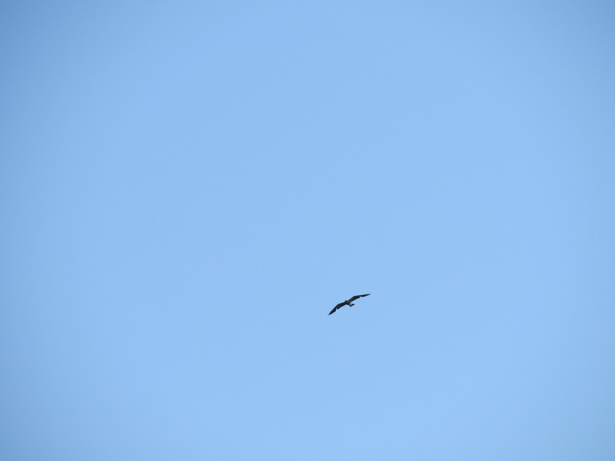 Mississippi Kite - ML627704070