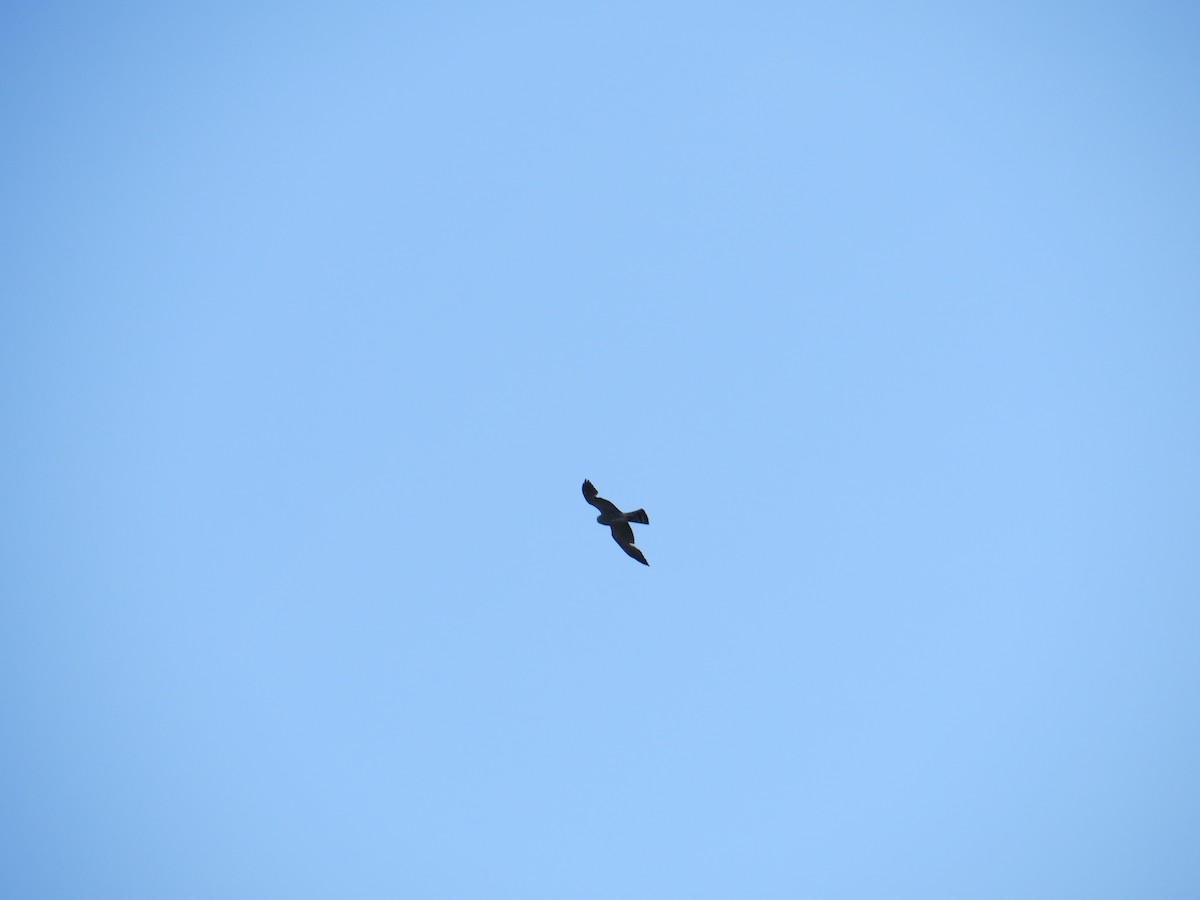 Mississippi Kite - ML627704071