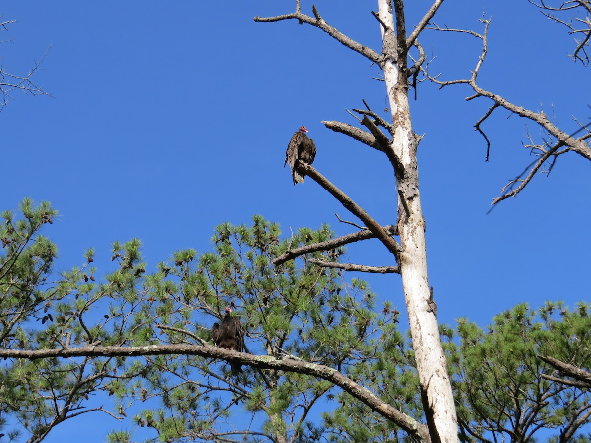 Turkey Vulture - ML627704090