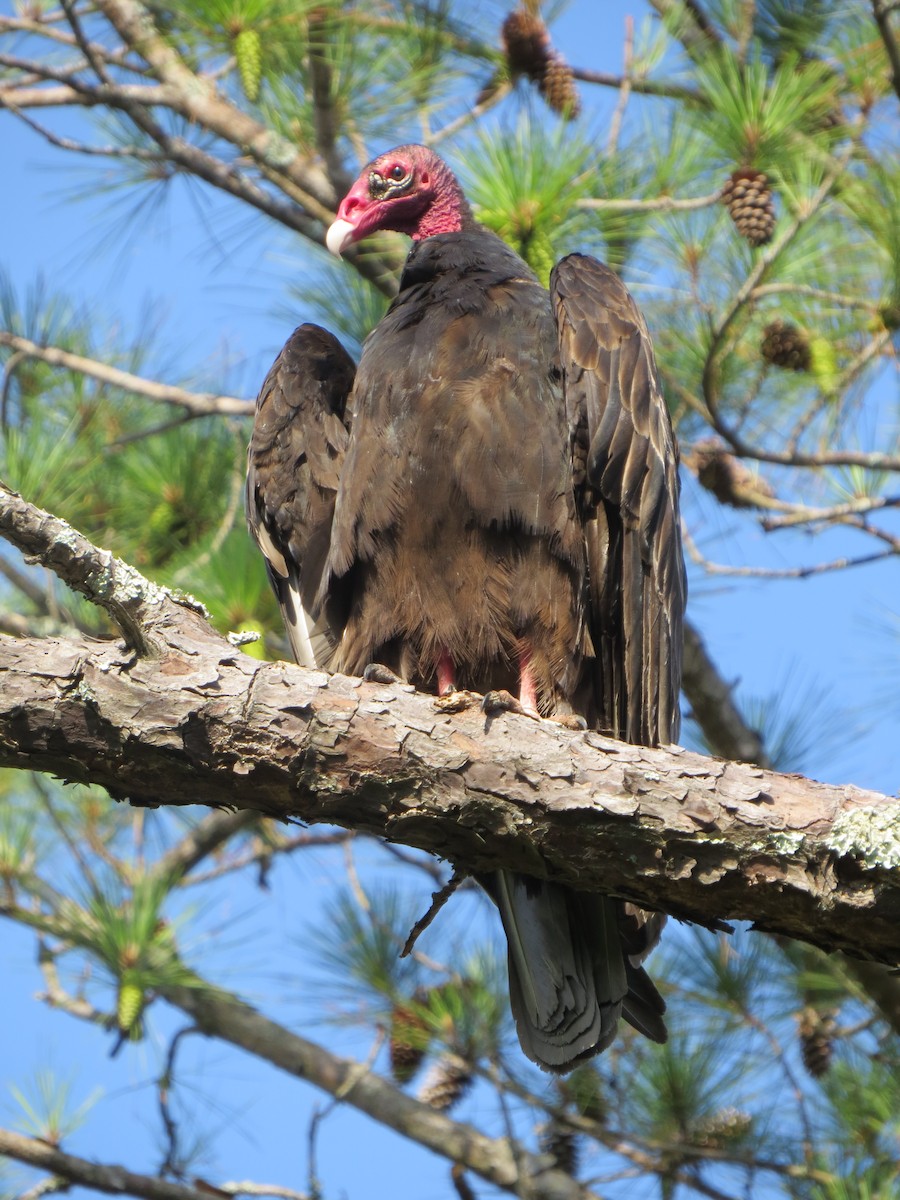 Turkey Vulture - ML627704091