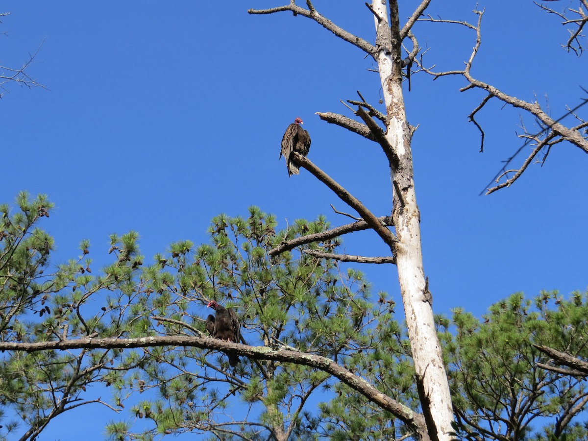 Turkey Vulture - Claire C