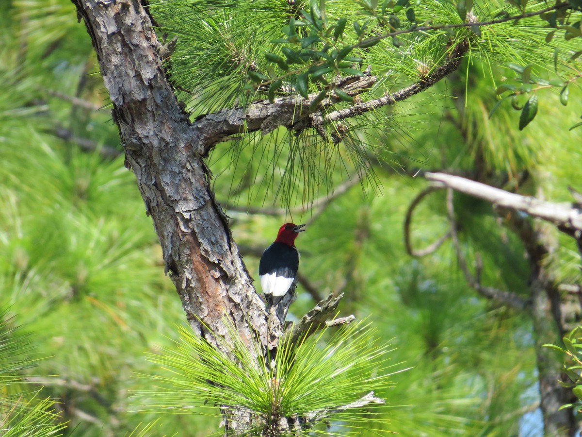 Red-headed Woodpecker - ML627704120