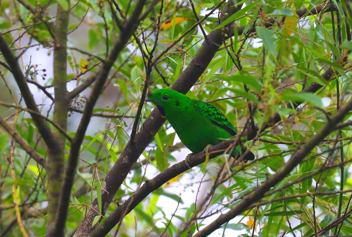 Whitehead's Broadbill - ML627704171