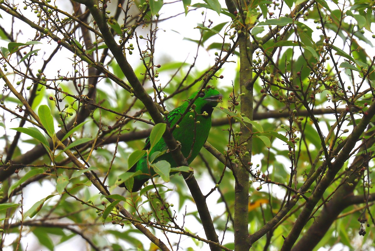 Whitehead's Broadbill - ML627704172