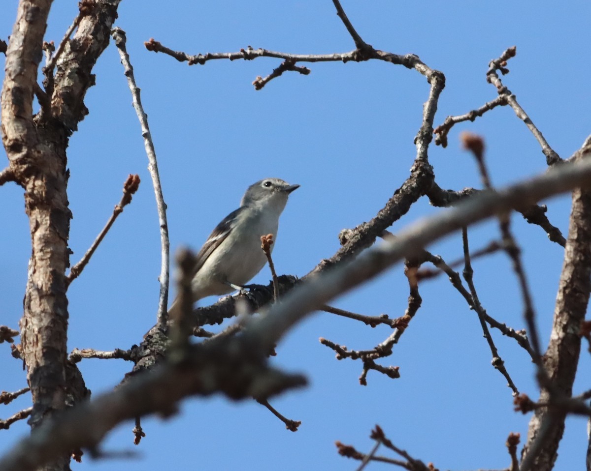 Plumbeous Vireo - ML627704199