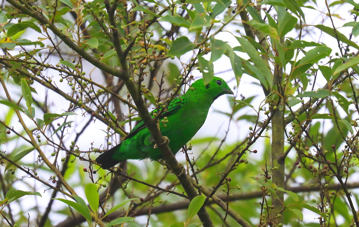 Whitehead's Broadbill - ML627704273