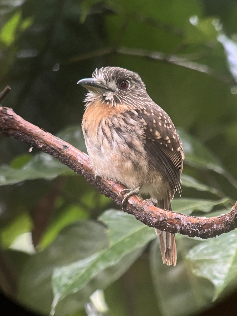 White-whiskered Puffbird - ML627704303