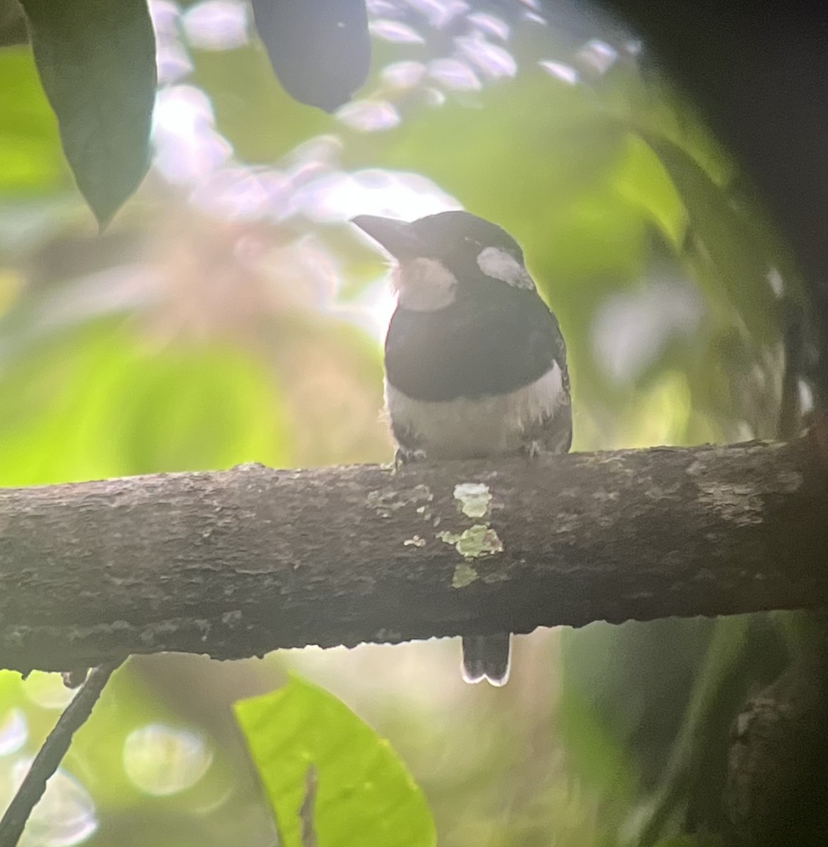 Black-breasted Puffbird - ML627704316