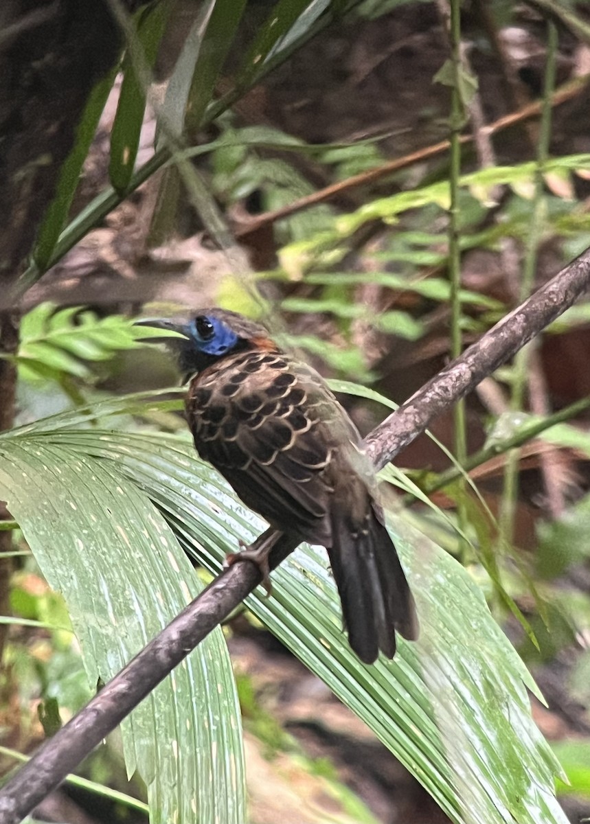 Ocellated Antbird - ML627704428