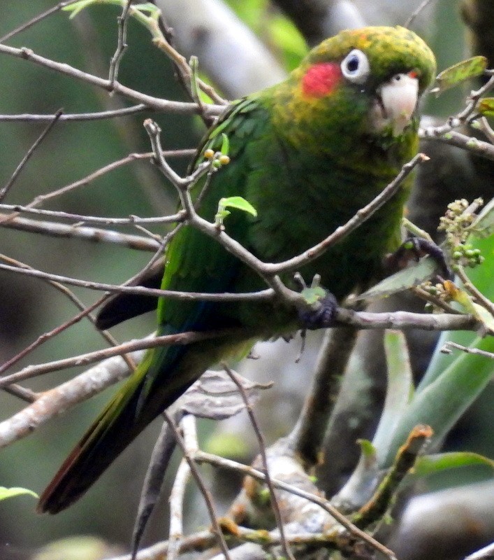 Sulphur-winged Parakeet - ML627704460