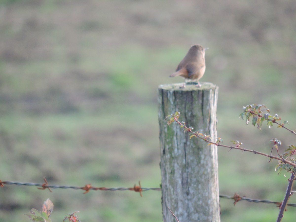 House Wren - Enzo Gamberini