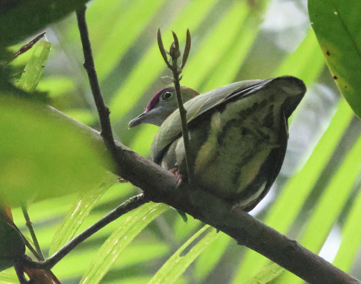 Superb Fruit-Dove - ML627704536