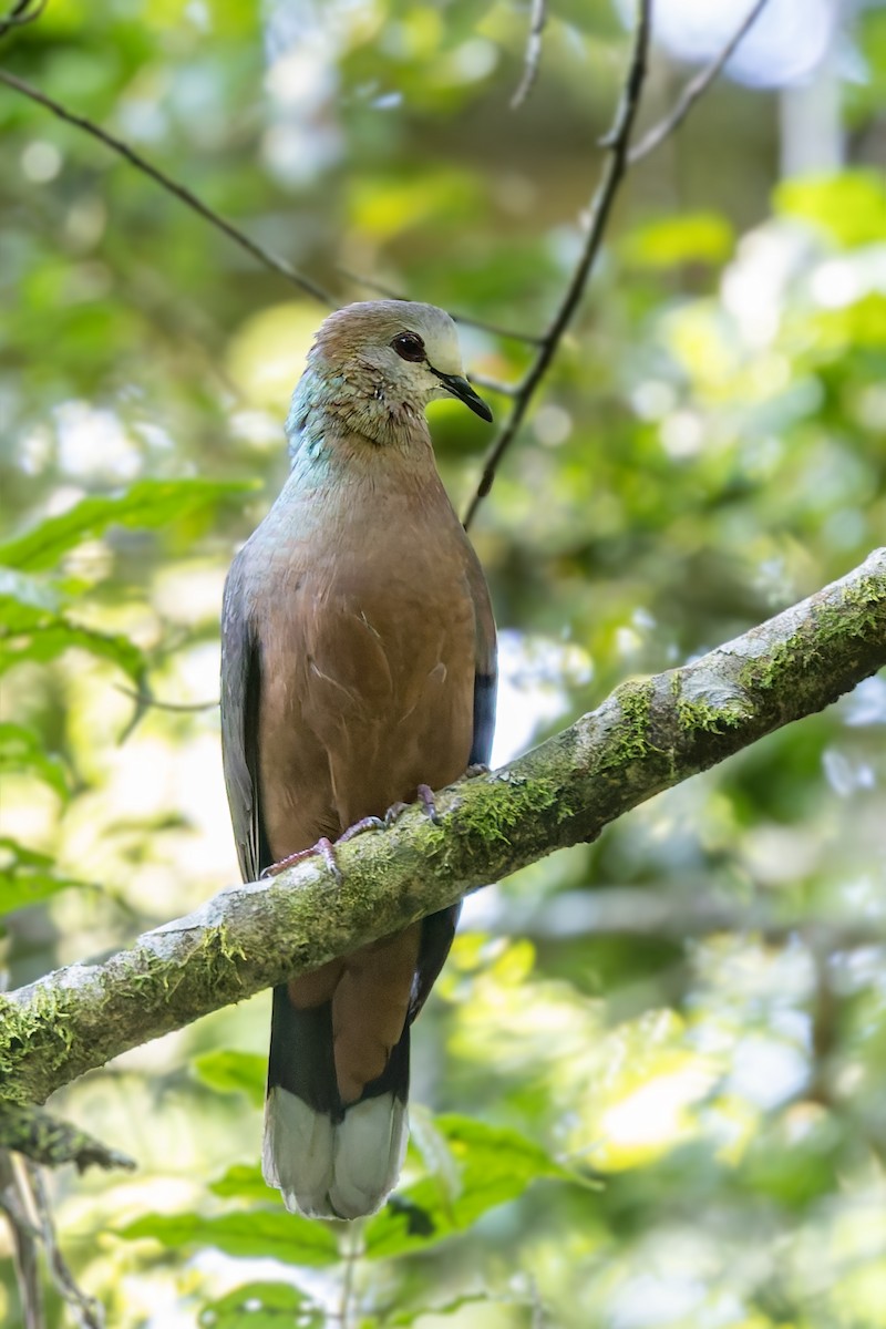 Paloma Caripálida (larvata/bronzina) - ML627704548