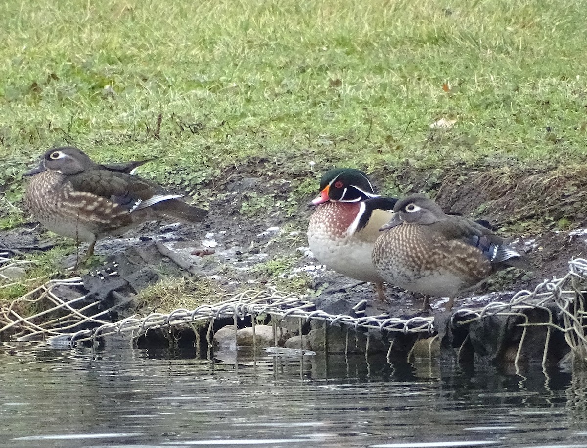 Wood Duck - ML627704675
