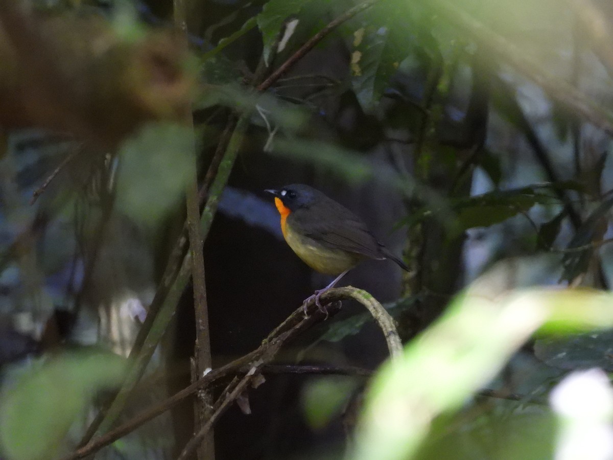 Yellow-breasted Forest Robin - ML627704761
