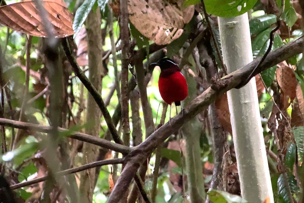 Black-crowned Pitta - ML627704767