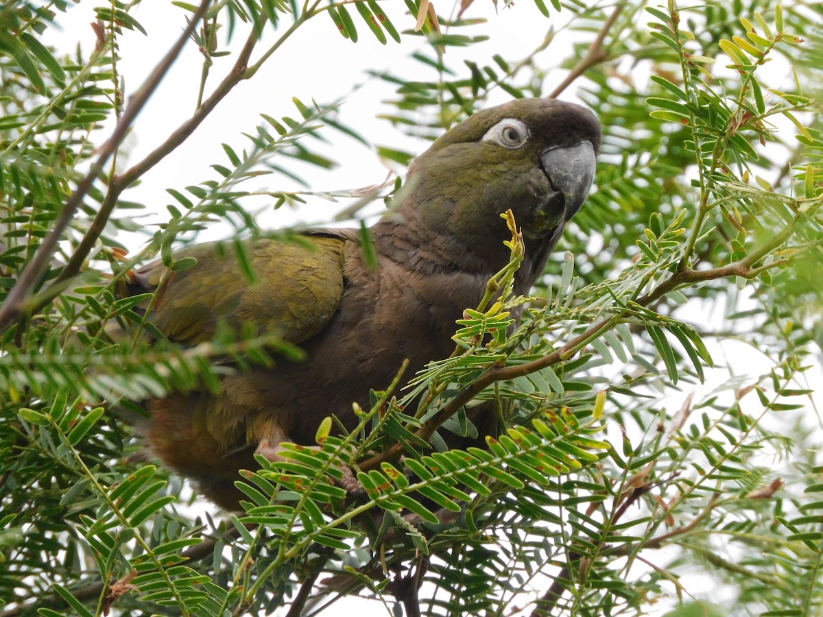 Conure de Patagonie - ML627704831