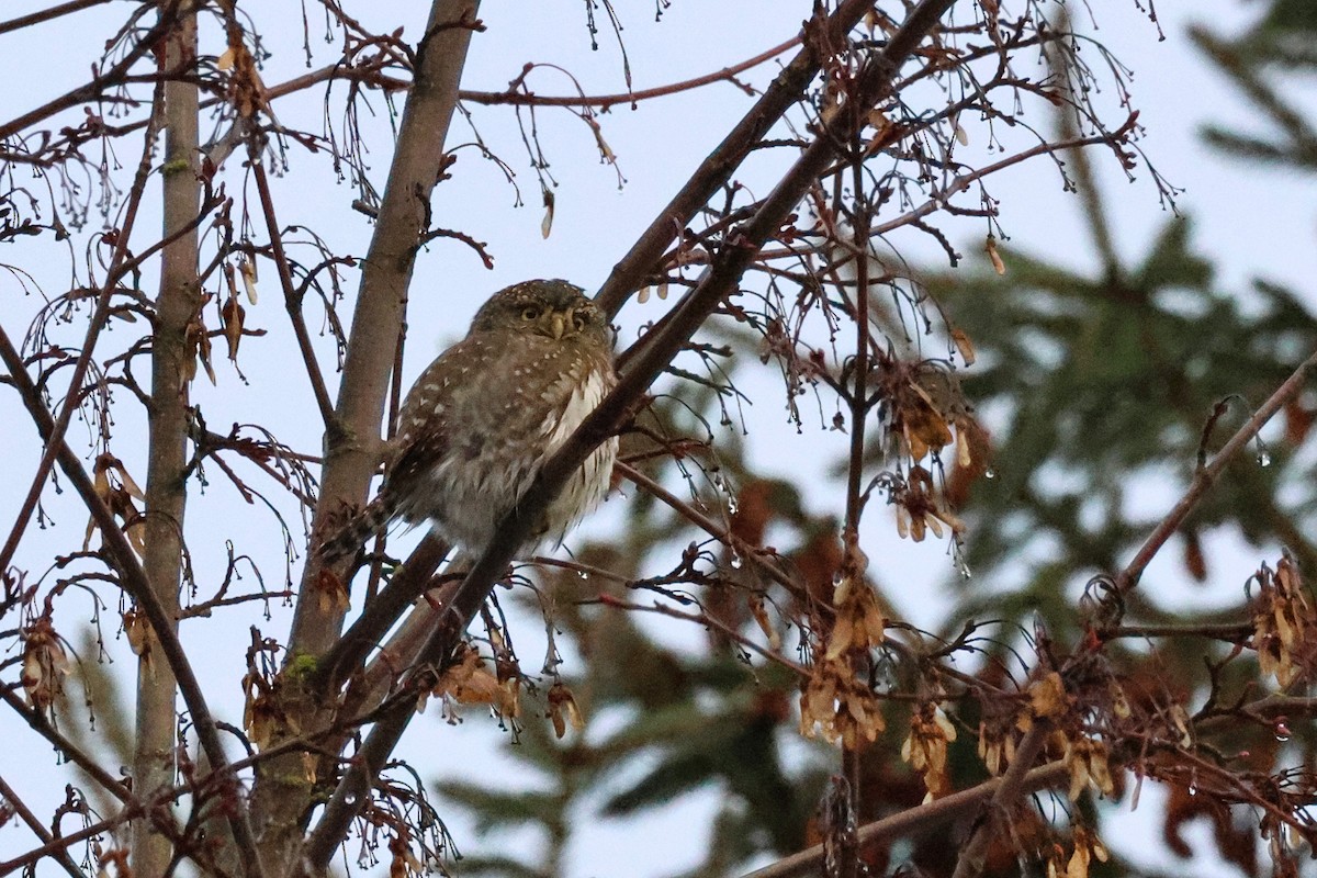 Northern Pygmy-Owl - ML627704834