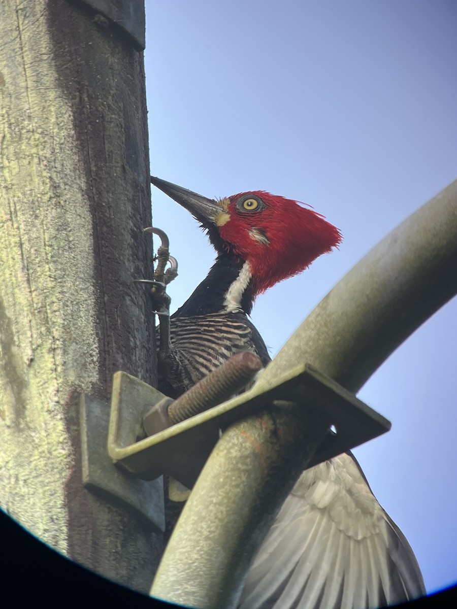 Crimson-crested Woodpecker - ML627704882
