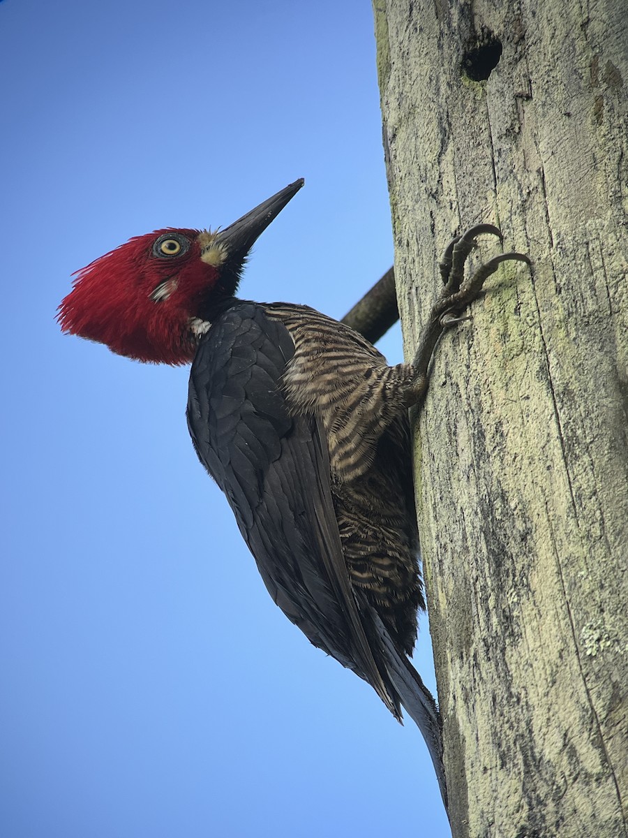 Crimson-crested Woodpecker - ML627704891