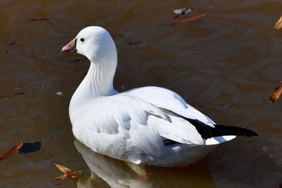 Ross's Goose - ML627705000