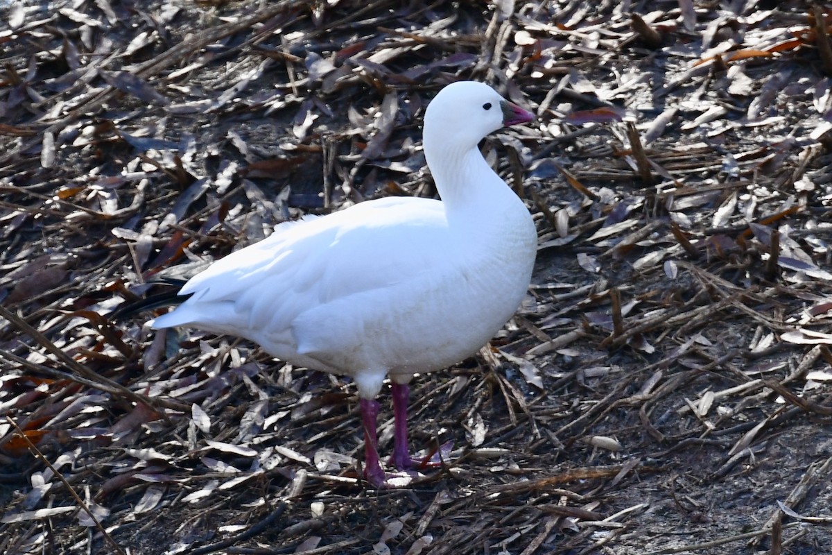 Ross's Goose - ML627705001