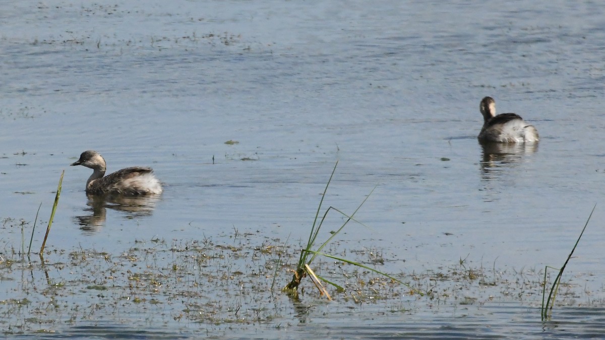 Hoary-headed Grebe - ML627705077