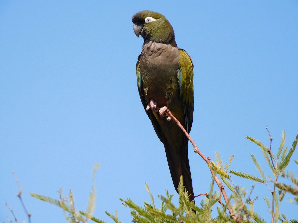 Conure de Patagonie - ML627705200