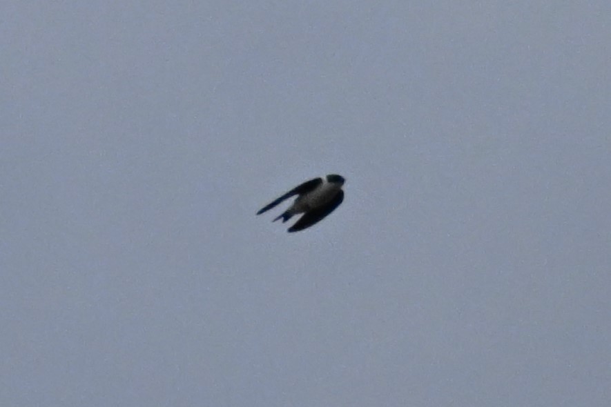 Golden Swallow - ML627705657