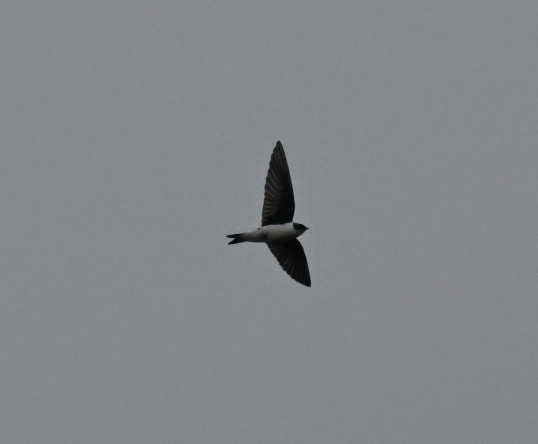 Golden Swallow - ML627705678