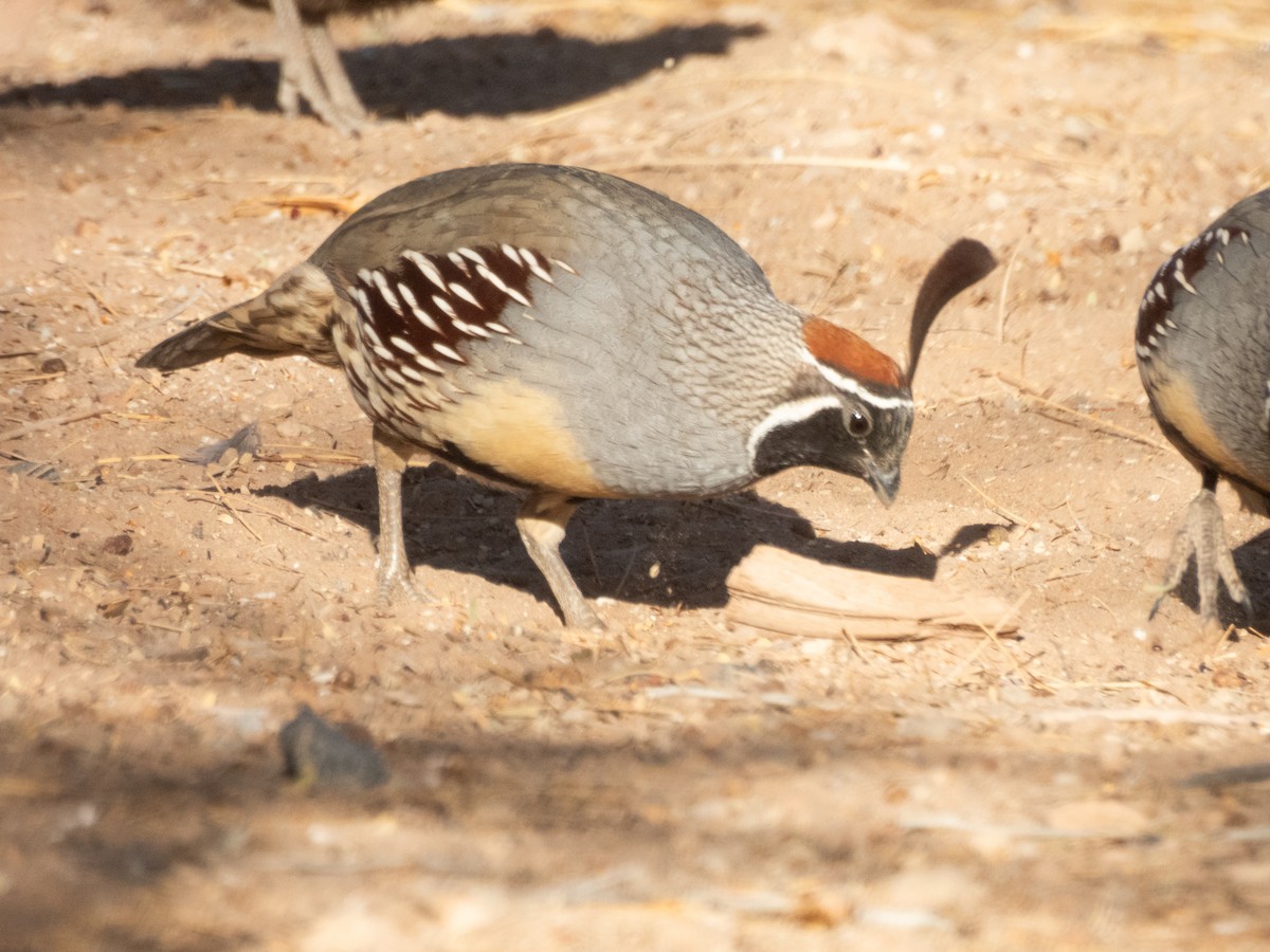 Gambel's Quail - ML627705699